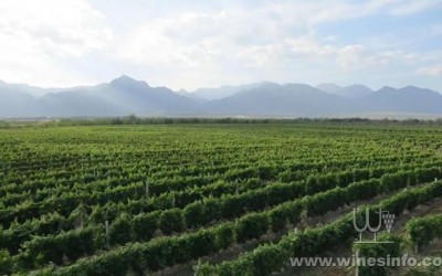 宁夏葡萄酒产业2025年预计综合产值达千亿